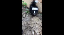 Little Skunk Makes Adorable Stomps