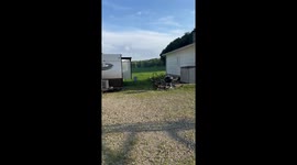 Fainting Goat Flops Over