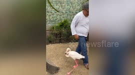 Clingy flamingo refuses to let go of owner