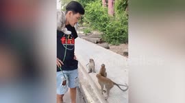 Monkeys gather around man and sniffs around pet cat