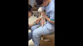 Kitten cries during IV drip treatment in Shandong, China
