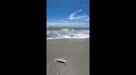 Strong wave sweeps crab back to sea on clear day in Murrells Inlet, South Carolina