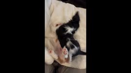 Playing Puppies Make the Cutest Noises