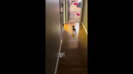 Puppy Doesn't Trust Toy Flamingo
