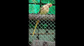 Wild Parrot Surprises Random Guy with a Friendly HELLO