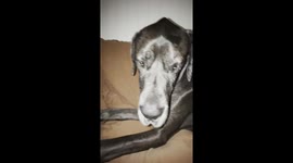 Giant Great Dane's Hilarious Secret: Can You Guess What He's Hiding?