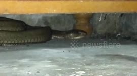 Deadly 12ft king cobra found hiding under kitchen cabinet