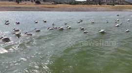 Pelicans bring visual delight to Porsuk Dam Lake in Türkiye’s Aegean region