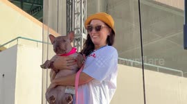 US: Petunia wins 2025 ‘World’s Ugliest Dog’ contest in California