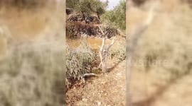 Settler Violence Hits Palestinian Agriculture in the West Bank