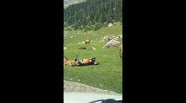 Chill Horse Sunbathing in a Funny Position
