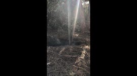 Dust Shake Off