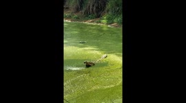 Crocodile Leaps Out of Water for Drone