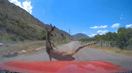 Deer Strike in Toyota Supra