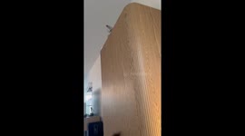 Adhd cat trying to climb the closet. He failed and it looked funny