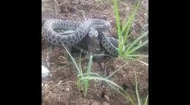 Farmer's Camera Knocked Over by a Striking Leopard Snake