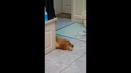 Dramatic Golden Retriever reacts to puppy stepping on its foot in Jiangsu, China