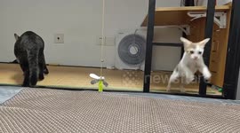 Cat’s sneak attack fails as it falls between beds in Guangdong, China