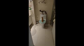 Two cats take turns using the toilet in Guangdong, China