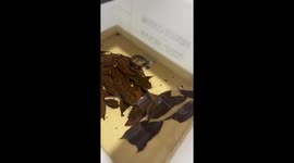 Small turtle bites finger in Zhejiang, China