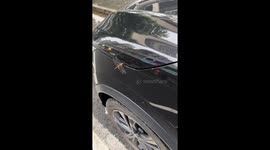Man rescues dragonfly stuck in car hood in Guangdong, China