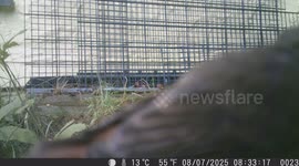 Bird Suddenly Flies Away