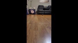 Pet hedgehog running excitedly in Connecticut, USA