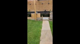 Pet koi fish Bob excitedly waits for food in Leeds, England