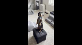 Operation snack attack: Miniature dachshund goes to great heights for food