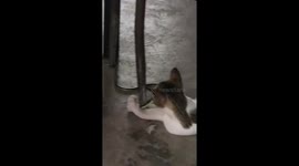 Cat persistently plays with snake in Roxas, Oriental Mindoro