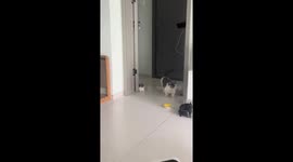 Kitten playfully follows owner beside the door in Shaanxi, China