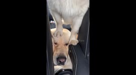 Labrador stays calm as playful dog interacts inside car in Jiangsu, China