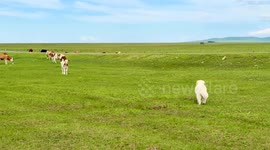 Dog leads calves through grassy field in Heilongjiang, China