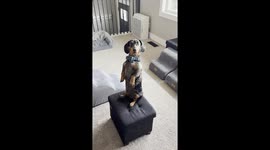 Operation snack attack: Miniature dachshund goes to great heights for food