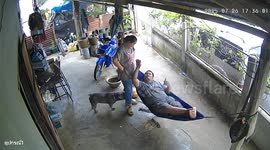 Playful dog triggers hammock collapse in Nong Ki, Buriram