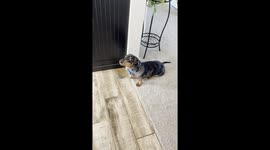 I gave my dog yogurt, and this is his shocking response