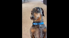 This miniature dachshund has a serious yogurt addiction