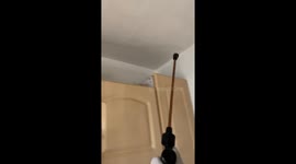 Cats watch man during deep cleaning and fumigation in Mexico City, Mexico