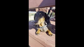Miniature dachshund shows no remorse after dead bird fiasco