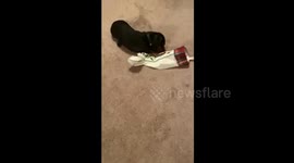 Dabo Weenie trying see what he got in his Christmas stocking