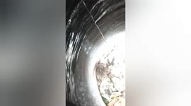 Heartwarming Rescue: Cat Plucked from social organisation Perilous Well in Shahdol, India