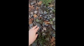 Borador Moo Moo goes viral for grabbing random objects from mum’s hand, TikTok hits 4 million views