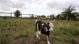 Tiny goat triplet so small she slept in a sock raised by two sheepdogs