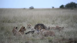 World Lion Day highlights urgent need for species conservation