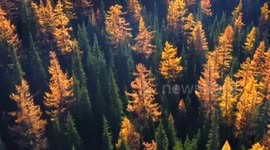 China: Pine forest in Xinjiang adorned in autumn color of yellow and green