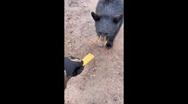 Feeding a Black Bear a Granola Bar