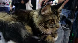 Bangkok Pet Expo: A Purr-fect Showcase of Gorgeous Cat Breeds