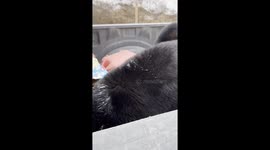 Smacking a Black Bear