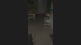 Cat in the Garbage