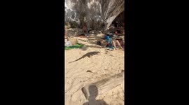 Monitor Lizard Surprises Tourists on the Beach